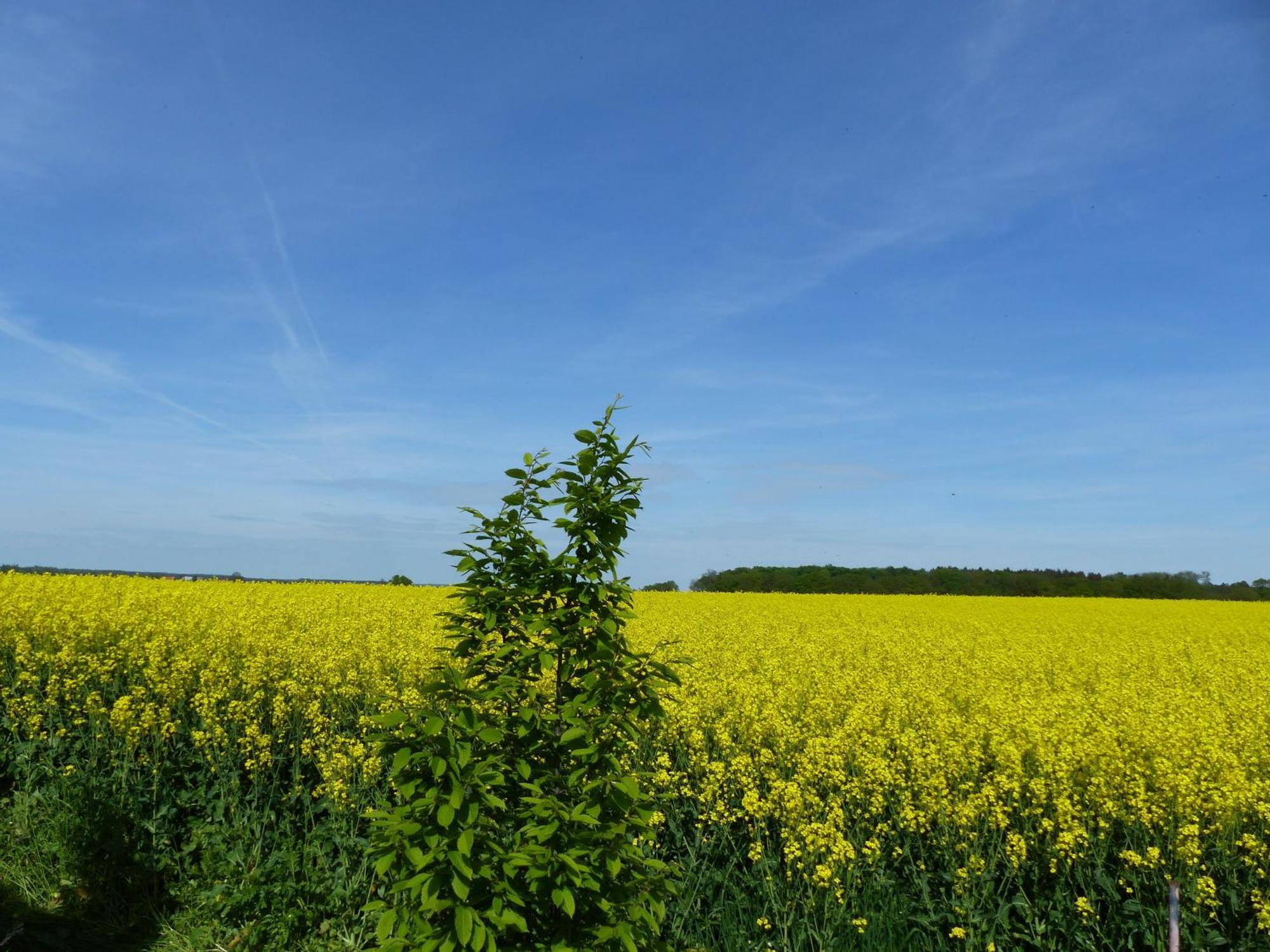 Hof Sorgenlos Gross Gievitz Esterno foto